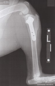 roboleg